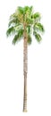 High palm tree isolated Royalty Free Stock Photo
