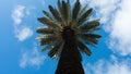 A high palm tree Royalty Free Stock Photo