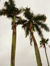 high palm trees in the Jakarta town