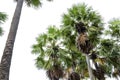 High palm trees Livistona Rotundifolia or fan palm. isolated o Royalty Free Stock Photo