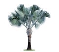 High palm trees Livistona Rotundifolia or fan palm. isolated on white background