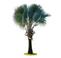 High palm trees Livistona Rotundifolia or fan palm. isolated o