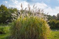 High pampas green grass bush with fluffy spikelets with yellow branches closeup