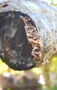 Bracket fungi on old fallen tree trunck close-up