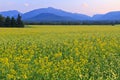 High Peaks Canola Field