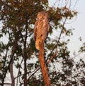 High perched Great Horned Owl juvenile