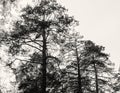 High pine against sky