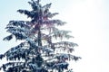 Snowy pine tree in sunshine Royalty Free Stock Photo