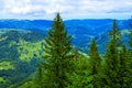 High pine trees on the background of the mountain slope of the Carpathians Royalty Free Stock Photo