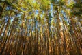 High pines at beautiful day. Majestic pine forest. Royalty Free Stock Photo