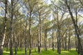 High pines forest in DoÃÂ±ana National Park Royalty Free Stock Photo