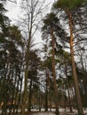 Early spring. Snow-covered pine tree forest on a clear sunny day. Latvia Royalty Free Stock Photo