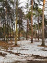 Early spring. Snow-covered pine tree forest on a clear sunny day. Latvia Royalty Free Stock Photo