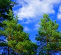 Tall pines on a Sunny day Royalty Free Stock Photo
