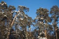 High pines under blue cloudless sky Royalty Free Stock Photo