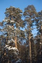 High pines under blue cloudless sky Royalty Free Stock Photo