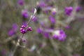 High Pink Plants Royalty Free Stock Photo