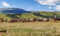 A herd of cows on the Assy mountain plateau. Kazakhstan.