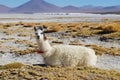 High plateau llama