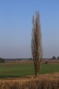 High Poplar And Field Royalty Free Stock Photo