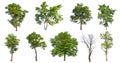 high qaulity collection tree Royalty Free Stock Photo