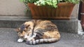 Calico Cat Sleeping in Japan