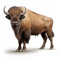 High Quality Bison With Horns On White Background