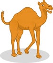 High Quality Camel Vector Cartoon Illustration Royalty Free Stock Photo