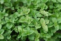 High quality close up oregano bush on the background / food ingredient / nature and abstract concept / Close up leaf Royalty Free Stock Photo