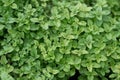 High quality close up oregano bush on the background / food ingredient / nature and abstract concept / Close up leaf Royalty Free Stock Photo