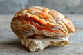 High Quality Close Up of Vibrant Orange and White Banded Polypore Mushroom on Woody Surface