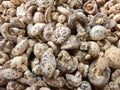 High quality dried Shiitake Mushroom Royalty Free Stock Photo