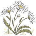High quality embroidered daisy patch with white petals and yellow center Royalty Free Stock Photo