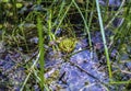 High quality frog in swamp Royalty Free Stock Photo