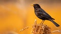 High-quality Hd Photograph Of Blackbird Perched On Brown Stem