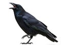 Black crow bird isolated on white background Royalty Free Stock Photo