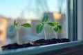 Fresh Green Seedlings in Pots on a Windowsill Royalty Free Stock Photo