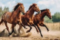 High quality image of three horses running at gallop along the sandy field in action Royalty Free Stock Photo