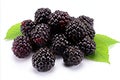 High quality isolated blackberry with detailed and crisp appearance for advertising and promotion