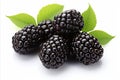 High quality isolated blackberry fruit on white background for advertising and marketing purposes