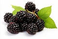 High quality isolated blackberry fruit on white background for advertising and marketing purposes