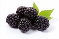 High quality isolated blackberry fruit on white background for advertising and promotional materials