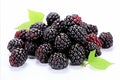 High quality isolated blackberry on white background for advertising and commercial use