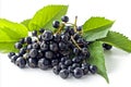 High quality isolated elderberry on white background for advertising and marketing purposes