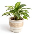 Modern Indoor Plant in Ceramic Pot Isolated on White Background Royalty Free Stock Photo
