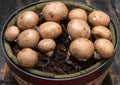 High quality organic brown champignon mushrooms growing in caves Royalty Free Stock Photo