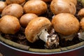 High quality organic brown champignon mushrooms growing in caves Royalty Free Stock Photo