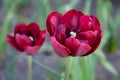 Tulip on monochrome background