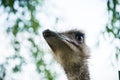 Ostrich portrait closeup. Funny Royalty Free Stock Photo