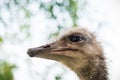 Ostrich portrait closeup. Funny Royalty Free Stock Photo